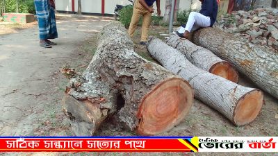 মেহগনি গাছ কাটার