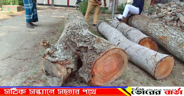 মেহগনি গাছ কাটার