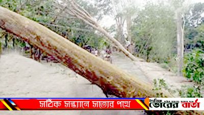 মরা মোটা ডাল ভেঙ্গে চাপা পরায়