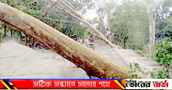মরা মোটা ডাল ভেঙ্গে চাপা পরায়