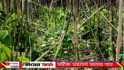 এ্যানজিওর মাধ্যমে লোন করে