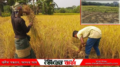 পর্যন্ত বৃষ্টির সময়ে চাষ করা হয়।