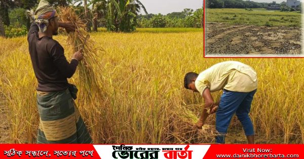 পর্যন্ত বৃষ্টির সময়ে চাষ করা হয়।