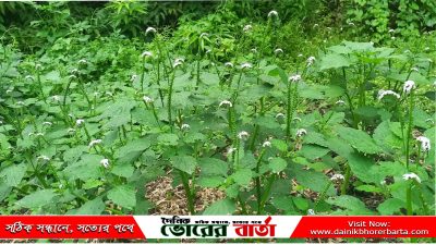 ঔষধি গুণ হল এটি প্রদাহনাশক এবং ব্যথা উপশমকারী।