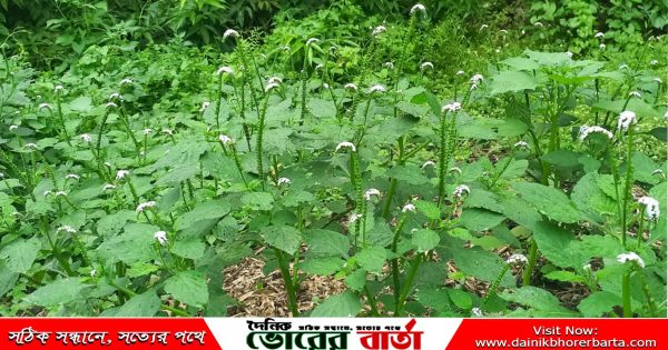 ঔষধি গুণ হল এটি প্রদাহনাশক এবং ব্যথা উপশমকারী।