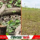 সালথায় পূর্বের বিরোধে প্রতিপক্ষের বাগানের গাছ ও ক্ষেতের পাট