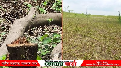 সালথায় পূর্বের বিরোধে প্রতিপক্ষের বাগানের গাছ ও ক্ষেতের পাট
