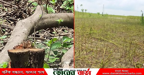 সালথায় পূর্বের বিরোধে প্রতিপক্ষের বাগানের গাছ ও ক্ষেতের পাট