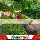 সালথায় শুরু হয়েছে সোনালী আঁশ পাট কাটা।