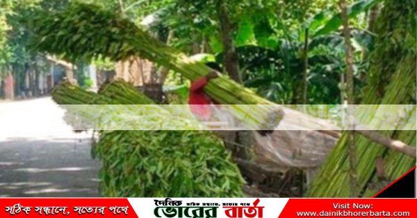 সালথায় শুরু হয়েছে সোনালী আঁশ পাট কাটা।