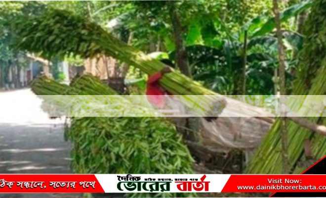 সালথায় শুরু হয়েছে সোনালী আঁশ পাট কাটা।