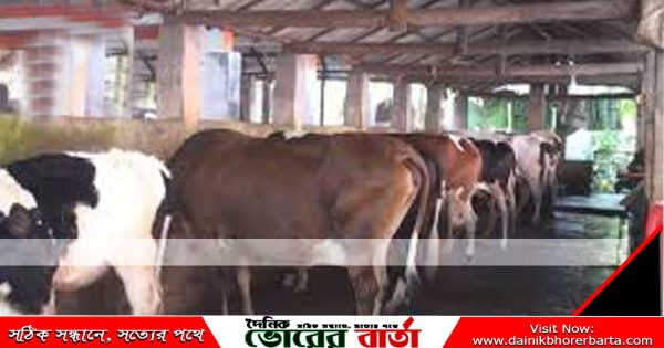 সপ্তাহের ব্যবধানে ৯টি গরু চুরি,