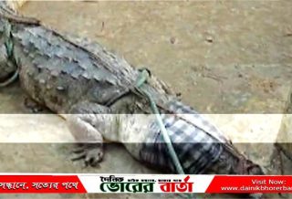 মানিকগঞ্জের পদ্মার শাখা নদীতে স্থানীয়দের তৈরি ফাঁদে ধরা পড়েছে কুমির