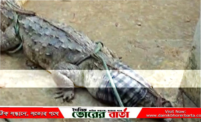 মানিকগঞ্জের পদ্মার শাখা নদীতে স্থানীয়দের তৈরি ফাঁদে ধরা পড়েছে কুমির