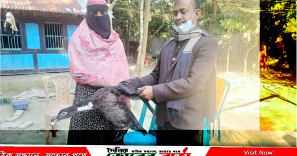 কিস্তির টাকার জন্য নেওয়া হাঁস ফিরিয়ে দিল,অভিযুক্ত এনজিওকর্মী