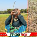 দোকানদারের ভুল পরামর্শে কীটনাশক প্রয়োগের