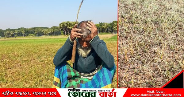 দোকানদারের ভুল পরামর্শে কীটনাশক প্রয়োগের