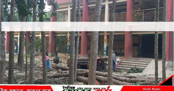সরকারি প্রাঃ বিদ্যালয়ের গাছ বিক্রি করার অভিযোগ-