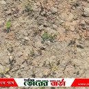 পূর্ব শত্রুতার জেরে পাট ক্ষেতে পচন-কৃষকের লক্ষ টাকার ক্ষতির অভিযোগ