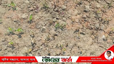 পূর্ব শত্রুতার জেরে পাট ক্ষেতে পচন-কৃষকের লক্ষ টাকার ক্ষতির অভিযোগ