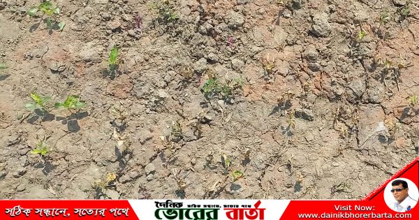 পূর্ব শত্রুতার জেরে পাট ক্ষেতে পচন-কৃষকের লক্ষ টাকার ক্ষতির অভিযোগ