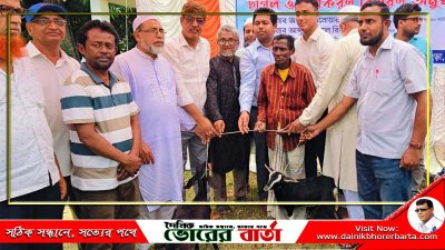 সিংড়ায় ২০০ ছাগল ও উপকরন বিতরণ