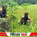 সালথায় সমতল জমিতে বাণিজ্যিক আনারস চাষ