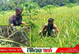 সালথায় সমতল জমিতে বাণিজ্যিক আনারস চাষ