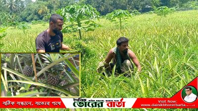 সালথায় সমতল জমিতে বাণিজ্যিক আনারস চাষ