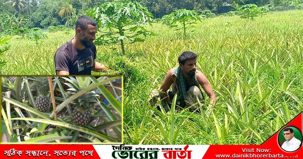 সালথায় সমতল জমিতে বাণিজ্যিক আনারস চাষ