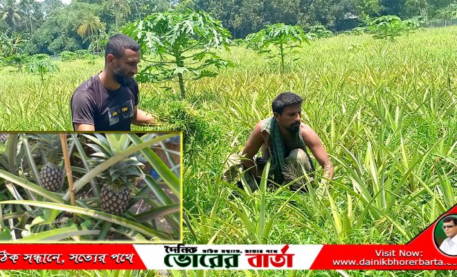 সালথায় সমতল জমিতে বাণিজ্যিক আনারস চাষ