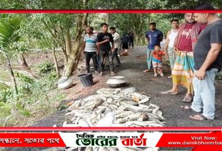 আলফাডাঙ্গায় পুকুরে বিষ প্রয়োগ করে মাছ নিধন